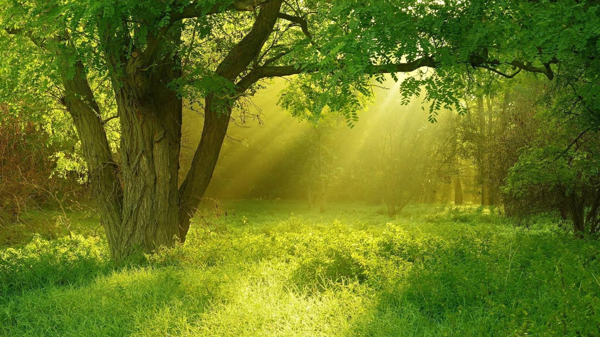 Không có gì tuyệt vời hơn để thư giãn và nghỉ ngơi trong không gian rừng cây yên bình. Với hình nền rừng cây đẹp, bạn sẽ cảm nhận được niềm vui và sự bình yên, giúp bạn tạm quên đi những ồn ào và stress trong cuộc sống.