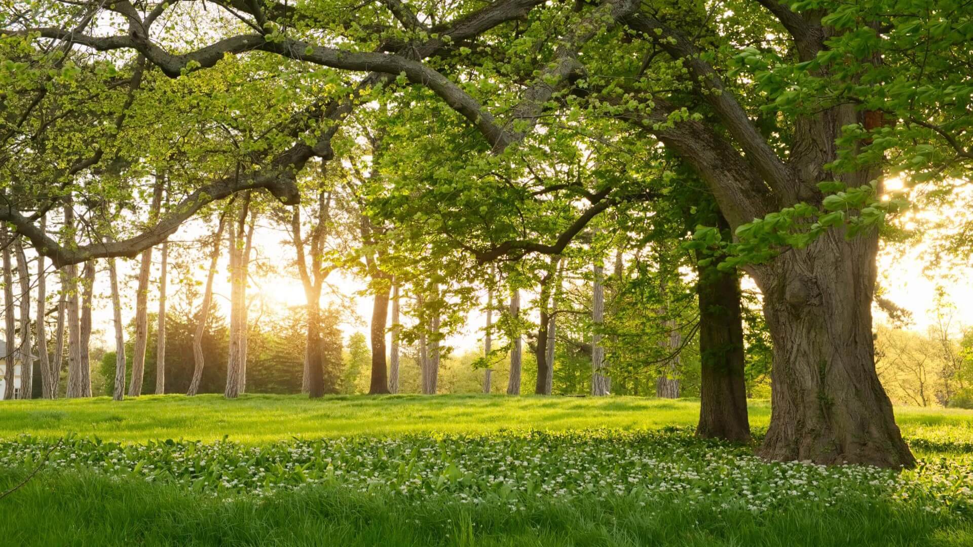Hình nền  Ánh sáng mặt trời rừng vườn công viên màu xanh lá Mùa thu  Lá hoa thực vật đồng cỏ Bãi cỏ Rừng cây Thực vật học Cây gỗ Rừng