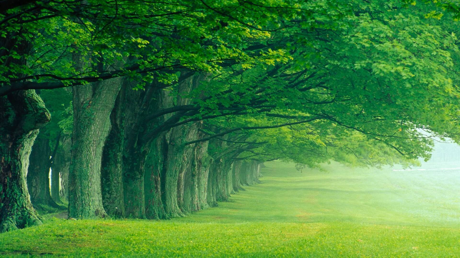 hình nền rừng cây