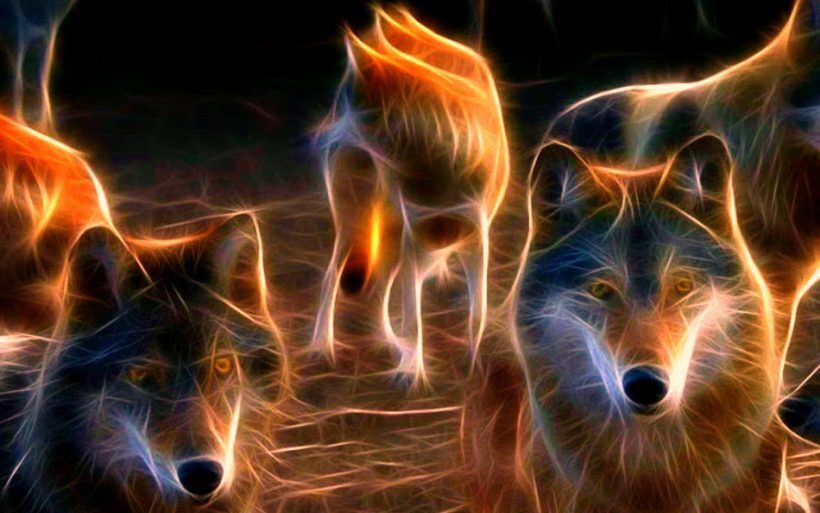 500+ hình nền ảnh sói đẹp 3d với hiệu ứng sống động