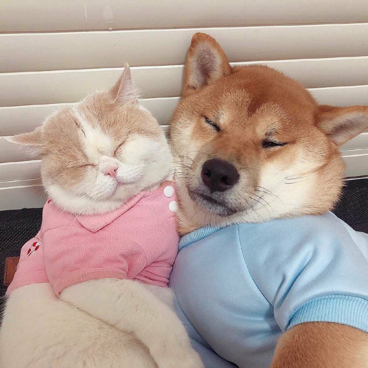 
những ảnh cute nhất