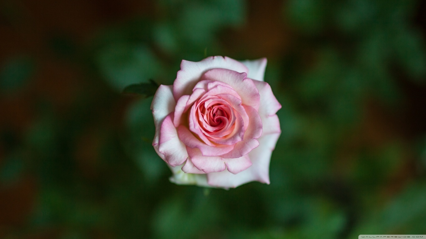hình nền hoa hồng
