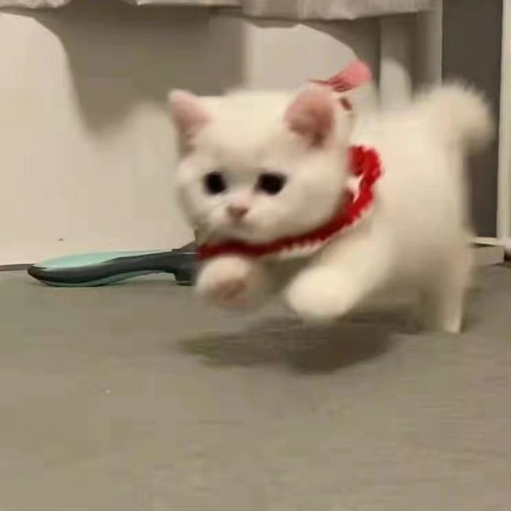 
ảnh siêu cute
