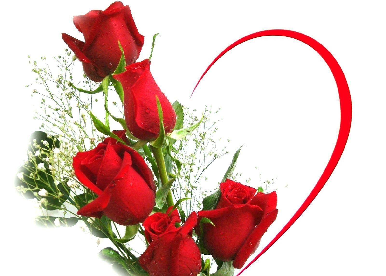 Top 100 hình ảnh hoa hồng đẹp ngọt ngào lãng mạn nhất thế giới  EUVietnam  Business Network EVBN