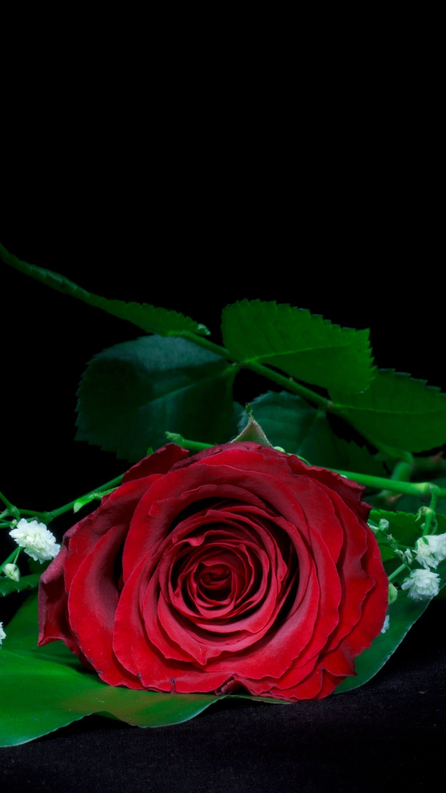 tải ảnh hoa hồng đẹp về điện thoại