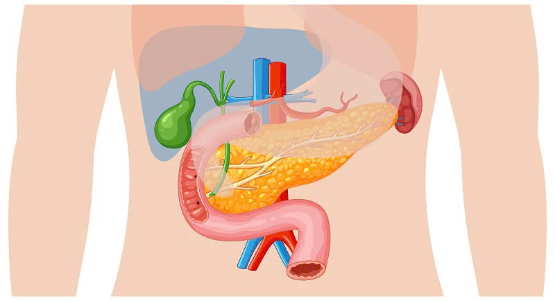 Điều xảy ra trong quá trình tiêu hóa