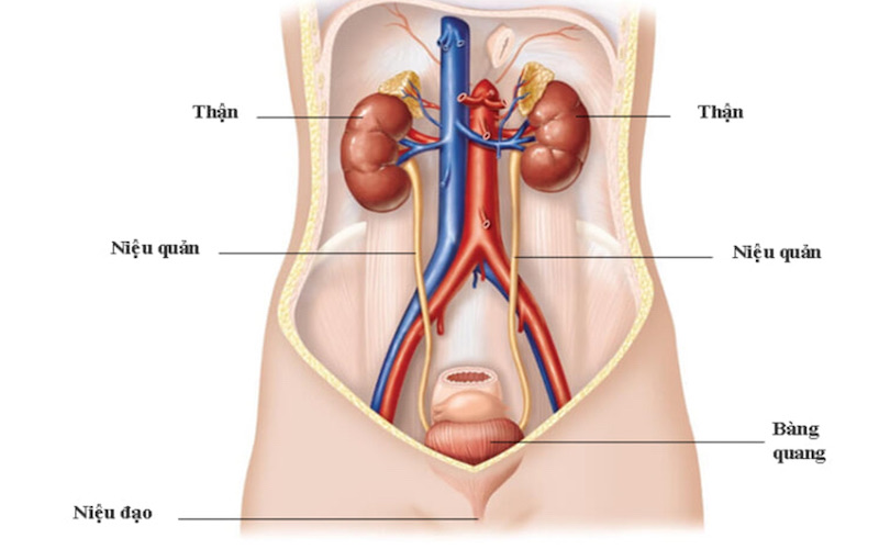 Hình ảnh giải phẫu niệu quản